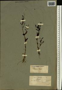 Veronica anagallis-aquatica L., Eastern Europe, Lower Volga region (E9) (Russia)