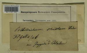 Lewinskya striata (Hedw.) F. Lara, Garilleti & Goffinet, Bryophytes, Bryophytes - Western Europe (BEu) (Germany)