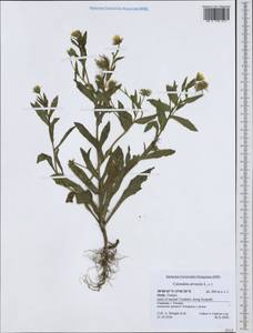 Calendula arvensis L., Western Europe (EUR) (Italy)