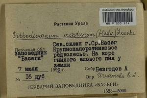 Orthodicranum montanum (Hedw.) Loeske, Bryophytes, Bryophytes - Permsky Krai, Udmurt Republic, Sverdlovsk & Kirov Oblasts (B8) (Russia)