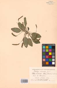 Plantago uliginosa F.W.Schmidt, Eastern Europe, Central region (E4) (Russia)