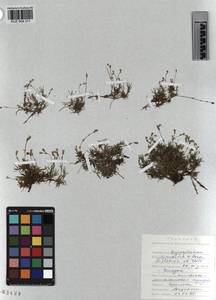 KUZ 004 211, Cherleria biflora (L.) comb. ined., Siberia, Altai & Sayany Mountains (S2) (Russia)