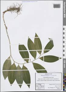 Polygonatum orientale Desf., Crimea (KRYM) (Russia)