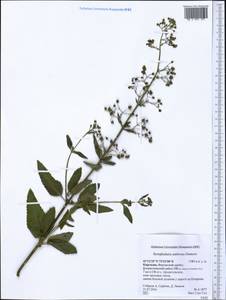 Scrophularia umbrosa Dumort., Middle Asia, Western Tian Shan & Karatau (M3) (Kyrgyzstan)