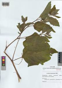 Arctium tomentosum Mill., Siberia, Altai & Sayany Mountains (S2) (Russia)