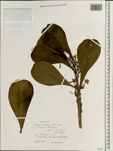 Scaevola sericea G. Forst., South Asia, South Asia (Asia outside ex-Soviet states and Mongolia) (ASIA) (Vietnam)