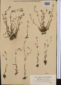 Myosotis discolor Pers., Western Europe (EUR) (Austria)