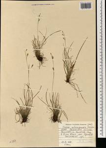 Carex karoi (Freyn) Freyn, Mongolia (MONG) (Mongolia)