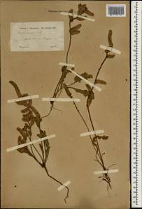 Psylliostachys spicata (Willd.) Nevski, South Asia, South Asia (Asia outside ex-Soviet states and Mongolia) (ASIA) (Iraq)