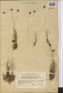 Carex pachystylis J.Gay, Middle Asia, Western Tian Shan & Karatau (M3) (Kazakhstan)