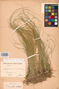 Carex disperma Dewey, Eastern Europe, Central region (E4) (Russia)