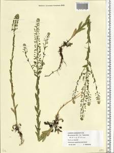 Lepidium campestre (L.) W. T. Aiton, Eastern Europe, Moscow region (E4a) (Russia)