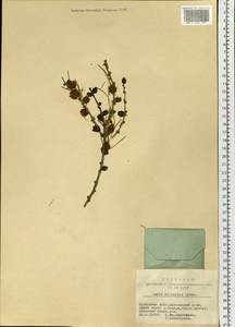 Larix sibirica Ledeb., Siberia, Baikal & Transbaikal region (S4) (Russia)