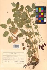 Sanguisorba officinalis L., Siberia, Chukotka & Kamchatka (S7) (Russia)