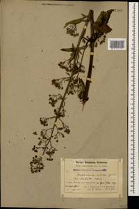 Scrophularia umbrosa Dumort., Caucasus, Armenia (K5) (Armenia)