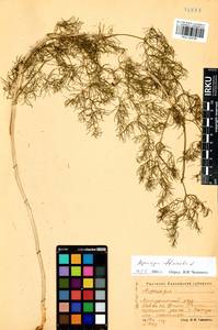 Asparagus officinalis L., Siberia, Altai & Sayany Mountains (S2) (Russia)