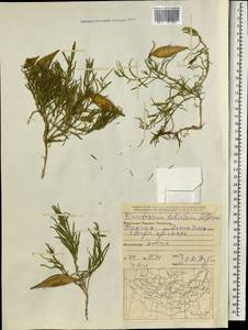 Cynanchum thesioides (Freyn) K. Schum., Mongolia (MONG) (Mongolia)