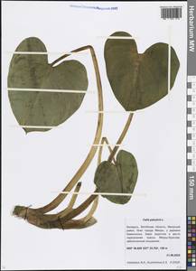 Calla palustris L., Eastern Europe, Belarus (E3a) (Belarus)