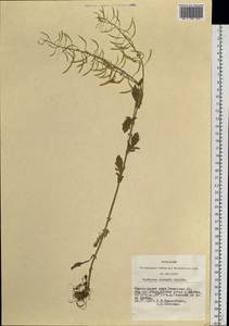 Barbarea vulgaris (L.) W.T. Aiton, Siberia, Altai & Sayany Mountains (S2) (Russia)