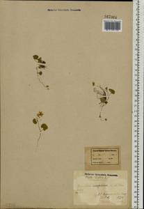 Viola biflora L., Eastern Europe, Northern region (E1) (Russia)