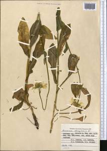 Doronicum oblongifolium A. DC., Middle Asia, Pamir & Pamiro-Alai (M2) (Kyrgyzstan)
