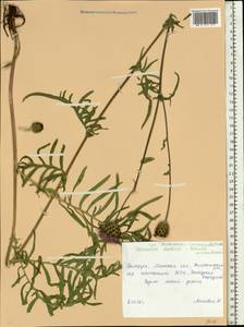 Centaurea scabiosa L., Eastern Europe, Belarus (E3a) (Belarus)