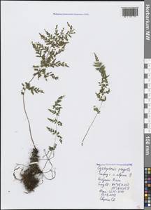 Cystopteris fragilis (L.) Bernh., Crimea (KRYM) (Russia)