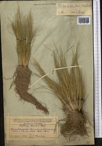 Festuca beckeri (Hack.) Trautv., Middle Asia, Caspian Ustyurt & Northern Aralia (M8) (Kazakhstan)