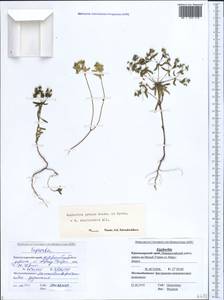 Euphorbia taurinensis All., Caucasus, Black Sea Shore (from Novorossiysk to Adler) (K3) (Russia)