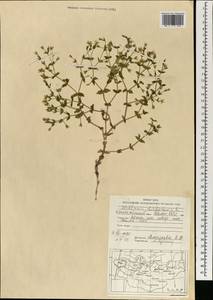 Mesostemma dichotomum (L.) Arabi, Rabeler & Zarre, Mongolia (MONG) (Mongolia)