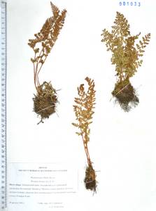 Woodsia ilvensis (L.) R.Br., Siberia, Russian Far East (S6) (Russia)