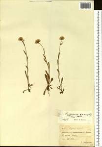 Erigeron eriocephalus J. Vahl, Siberia, Chukotka & Kamchatka (S7) (Russia)