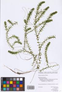 Elodea canadensis Michx., Eastern Europe, Northern region (E1) (Russia)