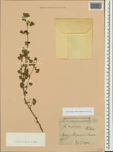 Medicago polymorpha L., Crimea (KRYM) (Russia)