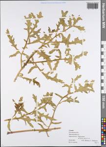 Crambe, Eastern Europe, Rostov Oblast (E12a) (Russia)