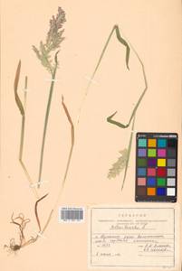 Holcus lanatus L., Siberia, Russian Far East (S6) (Russia)