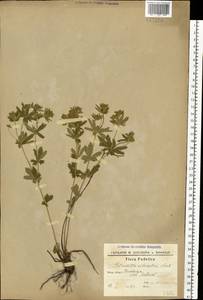 Potentilla erecta (L.) Raeusch., Eastern Europe, South Ukrainian region (E12) (Ukraine)