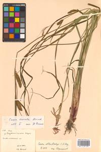 Carex vesicaria L., Siberia, Russian Far East (S6) (Russia)