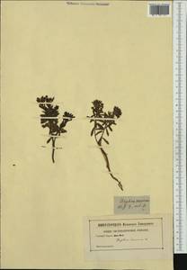 Daphne cneorum L., Western Europe (EUR) (Not classified)