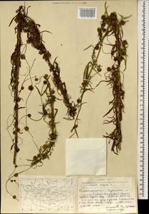 Cuscuta europaea L., Mongolia (MONG) (Mongolia)