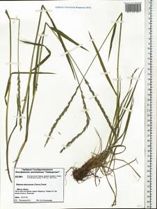 Elymus macrourus (Turcz. ex Steud.) Tzvelev, Siberia, Central Siberia (S3) (Russia)