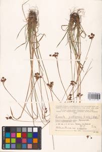 Luzula multiflora subsp. frigida (Buch.) V.I. Krecz., Eastern Europe, Northern region (E1) (Russia)