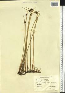 Juncus arcticus Willd., Siberia, Western Siberia (S1) (Russia)