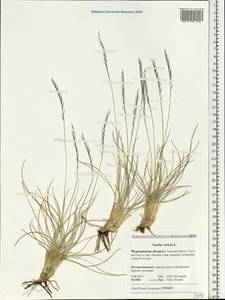 Nardus stricta L., Eastern Europe, Northern region (E1) (Russia)