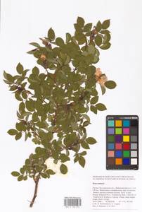 Rosa canina L., Eastern Europe, Central forest-and-steppe region (E6) (Russia)