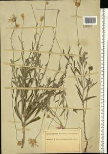 Xeranthemum annuum L., Eastern Europe, South Ukrainian region (E12) (Ukraine)