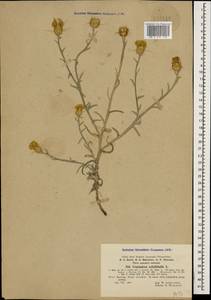 Centaurea solstitialis L., Caucasus, Turkish Caucasus (NE Turkey) (K7) (Turkey)