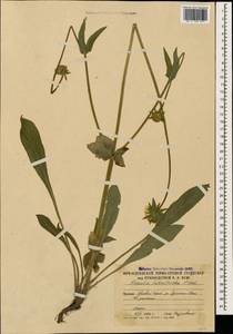 Knautia tatarica (L.) Szabó, Caucasus, South Ossetia (K4b) (South Ossetia)