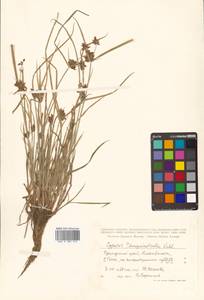 Cyperus sanguinolentus Vahl, nom. cons., Siberia, Russian Far East (S6) (Russia)