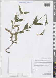 Silene latifolia subsp. alba (Mill.) Greuter & Burdet, Eastern Europe, Eastern region (E10) (Russia)